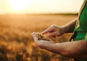 Man inspecting grain